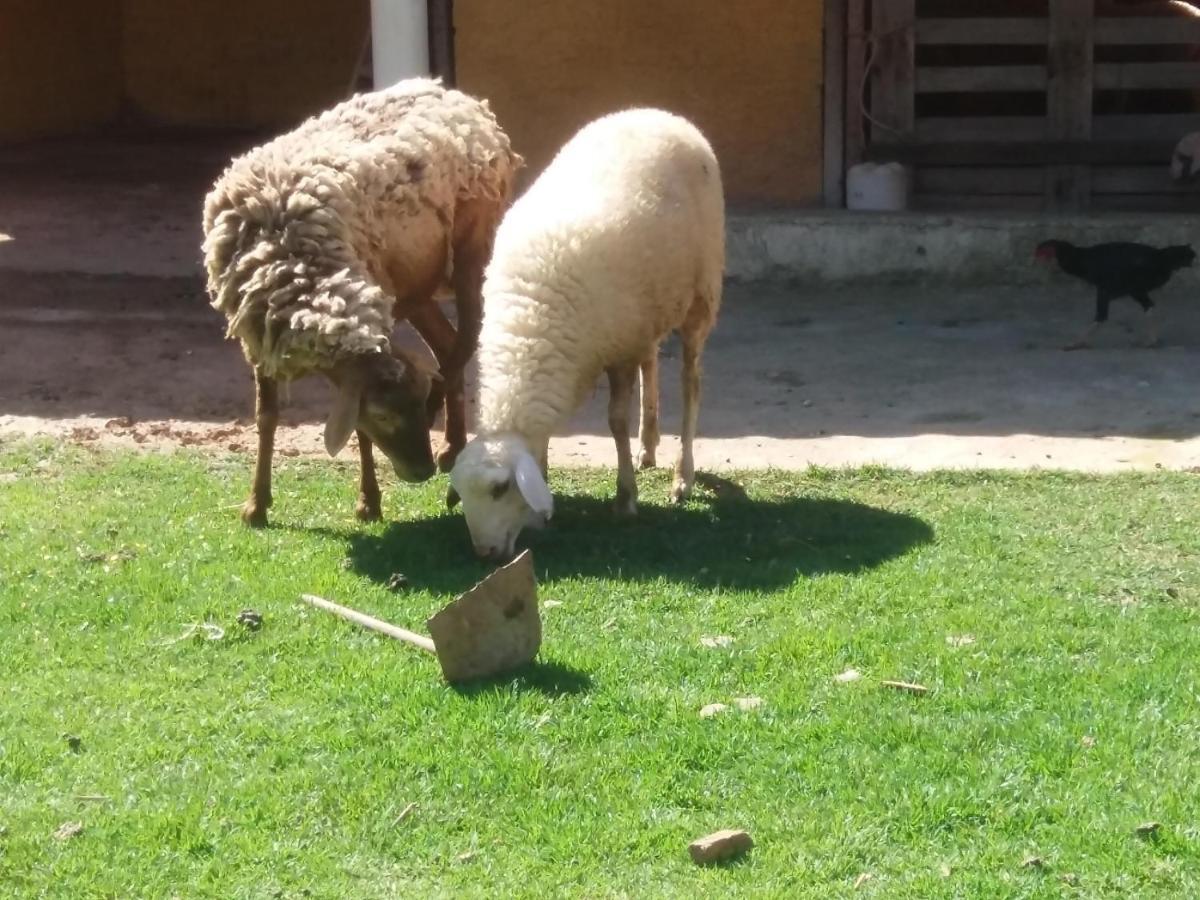 Molise Hotel Fazenda Serra Negra  Eksteriør bilde